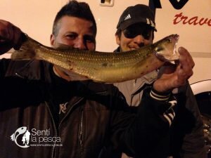 170529 PEJES EN JUNIN (17)