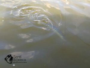 170529 PEJES EN LA GENOVESA1