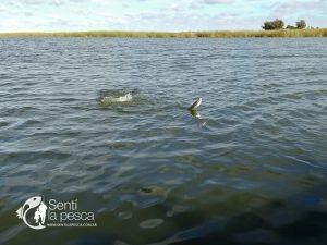 170529 PEJES EN LA GENOVESA7