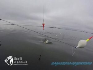 170607 PEJES EN LAGUNA EL TORO10