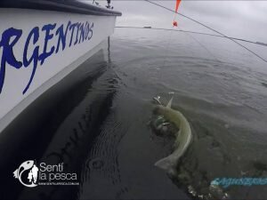 170607 PEJES EN LAGUNA EL TORO11