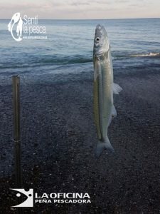 170605 ESCARDONES EN MAR del SUD12