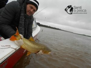 170605 MEJORA EL PIQUE DE DORADOS1