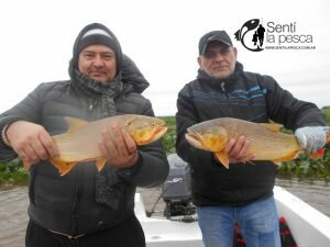 170605 MEJORA EL PIQUE DE DORADOS4