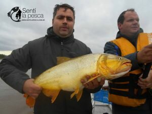 170605 MEJORA EL PIQUE DE DORADOS6