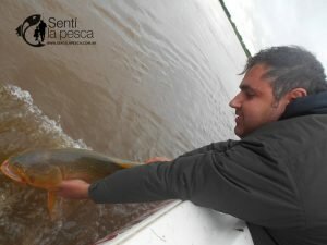 170605 MEJORA EL PIQUE DE DORADOS7