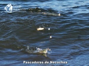 170605 PEJES EN EL MOLINO