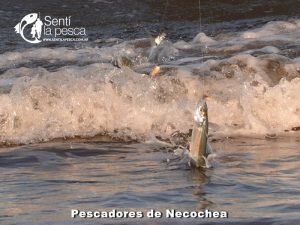 170605 PEJES EN EL MOLINO11