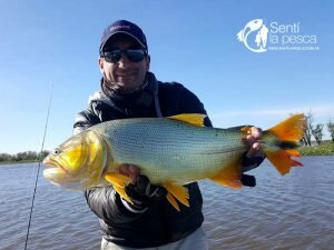 170621 DORADOS AL POR MAYOR