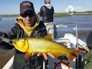 170621 DORADOS AL POR MAYOR5