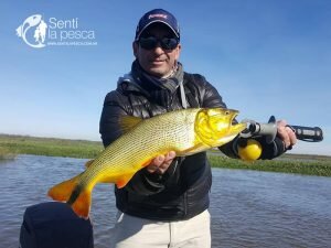 170621 DORADOS AL POR MAYOR6