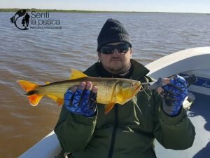 170621 DORADOS AL POR MAYOR9
