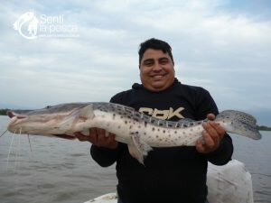 170622 SE VAN LLENDO LOS SURUS (3)