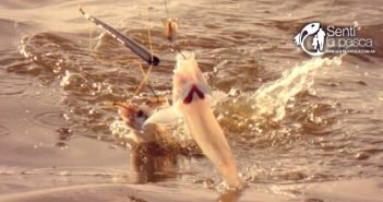 Actitud de los Peces frente a la Carnada destaca