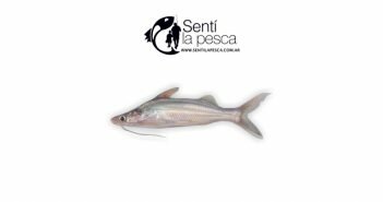 PORTENITO dest