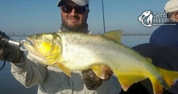170705 SE AFIRMAN LOS DORADOS ROSARINOS dest