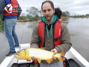 170710 PIQUE DORADO EN LA PAZ2