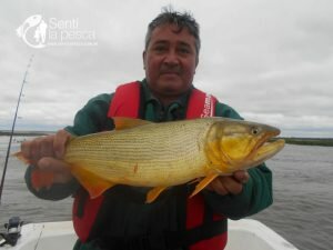 170710 PIQUE DORADO EN LA PAZ6