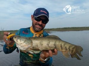 170915 TARUS DORADOS CHAFALOTES SANTA FE1