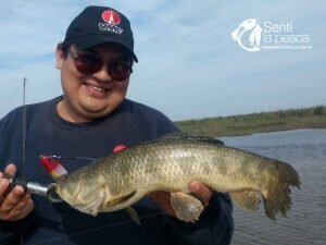 170915 TARUS DORADOS CHAFALOTES SANTA FE3