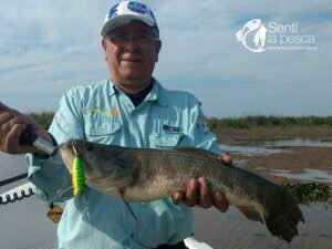170915 TARUS DORADOS CHAFALOTES SANTA FE5