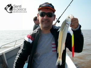 170928 BAGRES Y PEJES EN BERISSO1