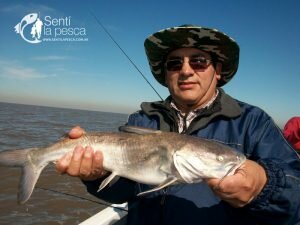 170928 BAGRES Y PEJES EN BERISSO10
