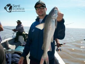 170928 BAGRES Y PEJES EN BERISSO11