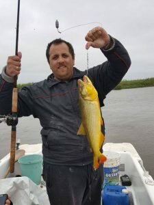 170928 DORADOS EN FIGUIERA SANTA FE