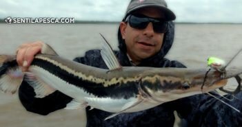171003 PESCA CALIFICADA EN ROSARIO dest