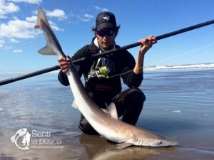 171003 TIBURONES EN SAN BLAS4