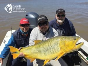171004 TIGRES DORADOS DE GOYA1