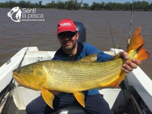 171004 TIGRES DORADOS DE GOYA5