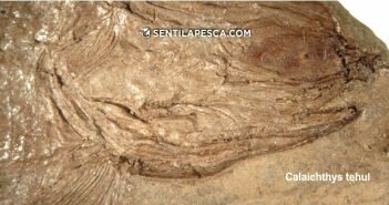 CONICET NUEVA ESPECIE dest
