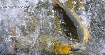 DORADOS ALIMENTANDOSE SENTILAPESCA