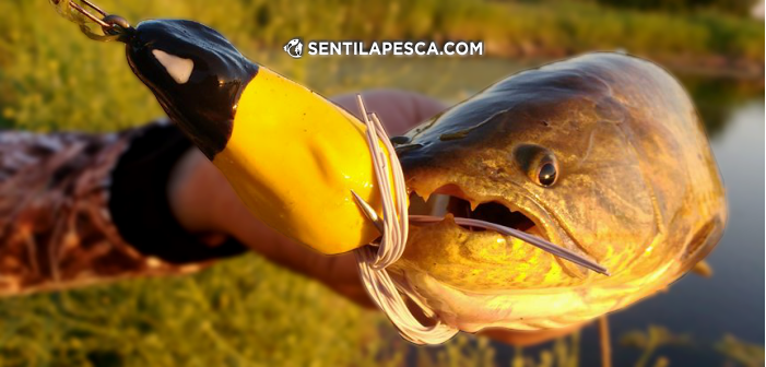 HOPLIAS LURES TESTEO MODELO KILLER Y MINI KILLER dest