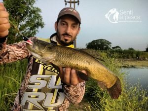 HOPLIAS LURES TESTEO MODELO KILLER Y MINI KILLER11