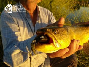 HOPLIAS LURES TESTEO MODELO KILLER Y MINI KILLER13