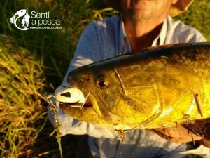 HOPLIAS LURES TESTEO MODELO KILLER Y MINI KILLER14