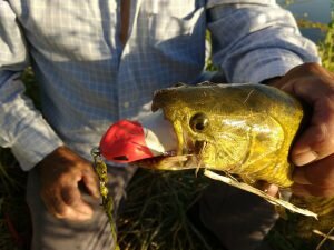 HOPLIAS LURES TESTEO MODELO KILLER Y MINI KILLER16
