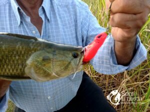 HOPLIAS LURES TESTEO MODELO KILLER Y MINI KILLER3