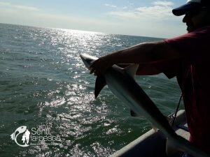 180102 CERRANDO EL AÑO EN LA ALBUFERA3a