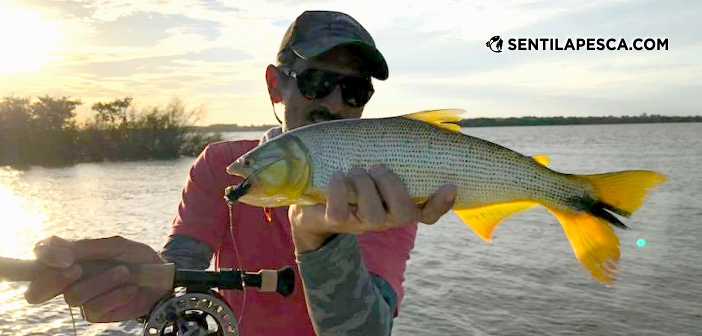 180201 DORADOS DE COLON dest