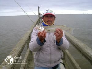 180705 PEJES DEL ESPIGON DE LA TOMA1