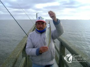 180705 PEJES DEL ESPIGON DE LA TOMA2