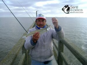 180705 PEJES DEL ESPIGON DE LA TOMA6