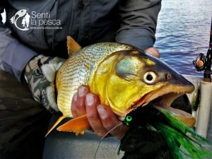 180713 DORADOS DE SANTA ELENA14