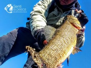 180713 PESCA DE TARUS EN JULIO10