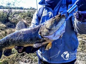 180713 PESCA DE TARUS EN JULIO7