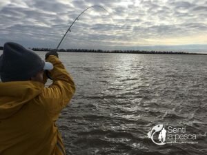 180713 SAN NICOLAS DORADO3